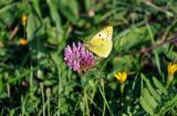 Trifolium pratense. Верхушка побега с соцветием и кормящейся бабочкой-желтушкой. Московская обл., Сергиево-Посадский р-н, долина р. Пажа, луг. 25.08.2021.