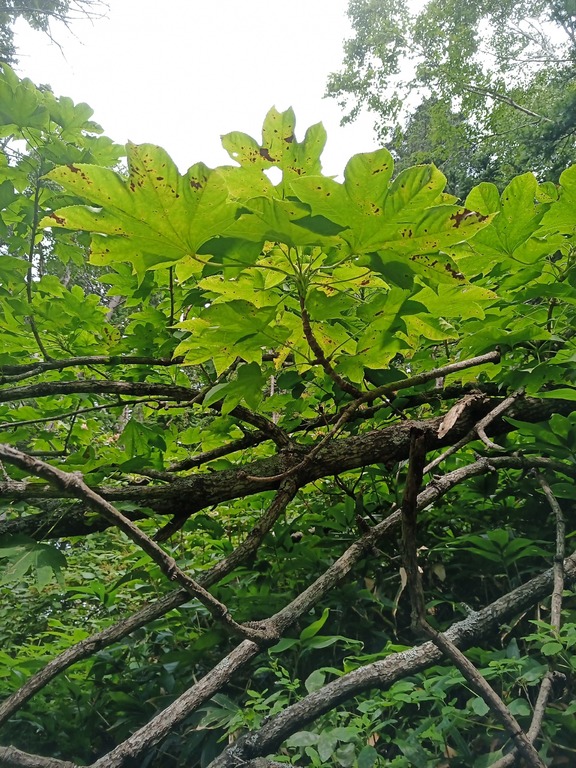 Image of familia Araliaceae specimen.