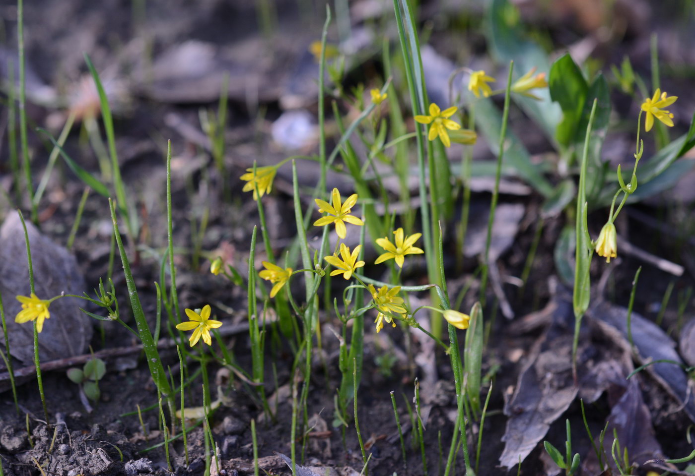 Image of genus Gagea specimen.