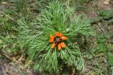 Adonis parviflora