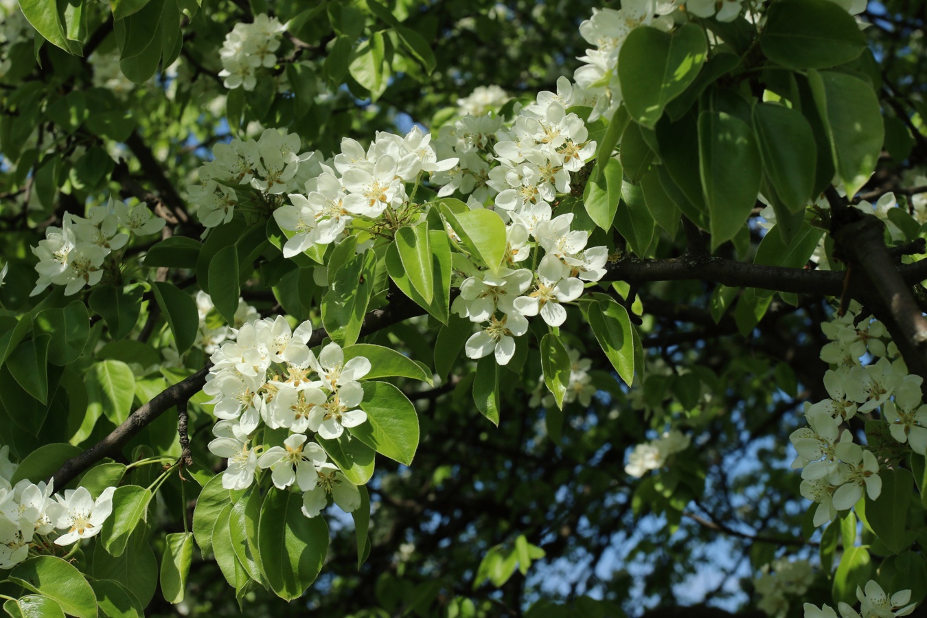 Image of Pyrus communis specimen.