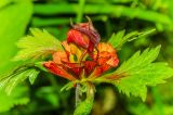 Geum rivale