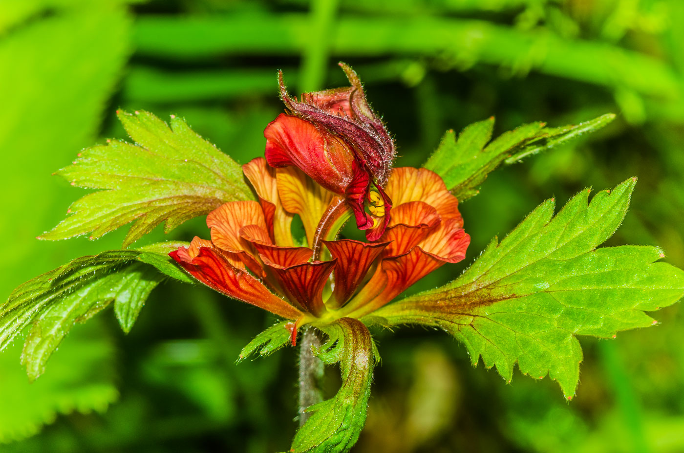 Изображение особи Geum rivale.