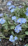 Myosotis alpestris