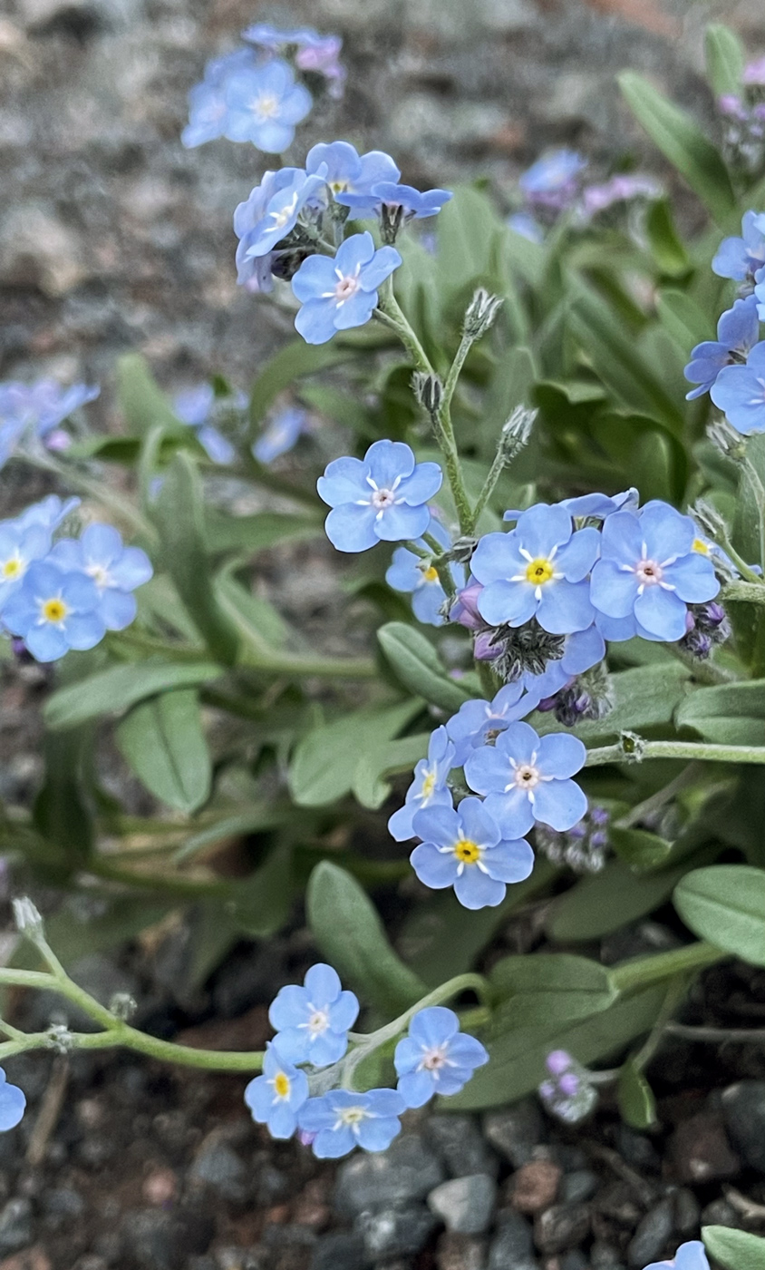 Изображение особи Myosotis alpestris.