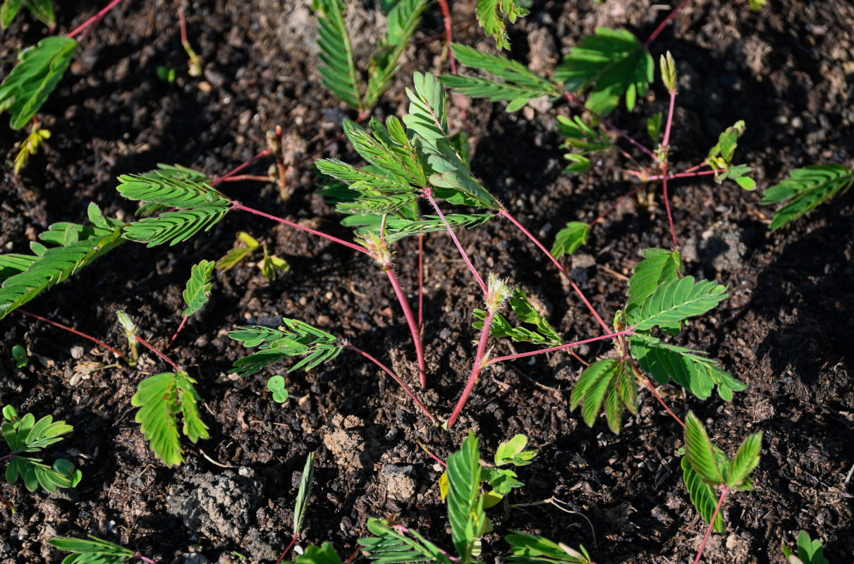 Изображение особи Mimosa pudica.