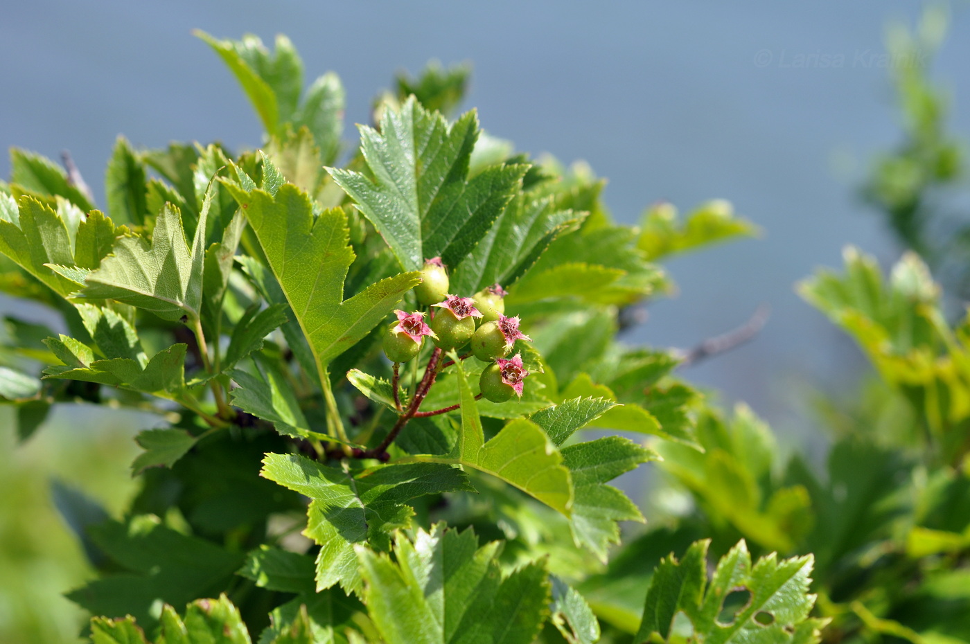 Image of Crataegus pinnatifida specimen.