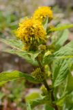 Solidago virgaurea подвид caucasica. Верхушка побега с соцветиями. Краснодарский край, Адлерский р-н, хр. Аибга, 2360 м н.у.м., обочина горнолыжной трассы. 29.07.2023.