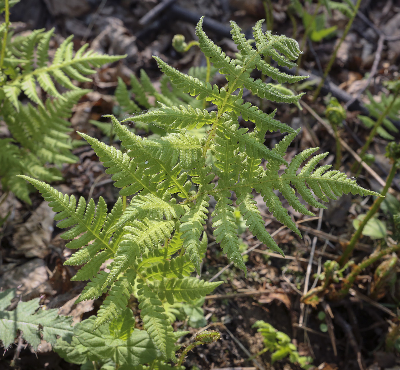 Изображение особи Phegopteris connectilis.