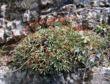 View full-size image Acantholimon fetisowii