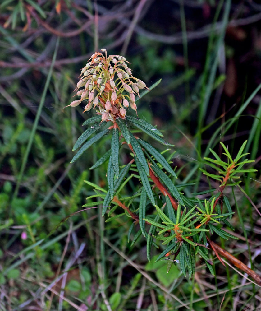 Image of Ledum palustre specimen.
