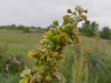 Rumex patientia