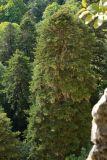 Abies nordmanniana. Взрослое дерево. Адыгея, Майкопский р-н, окр. Большой Азишской пещеры, 1510 м н.у.м., смешанный лес. 16.09.2023.