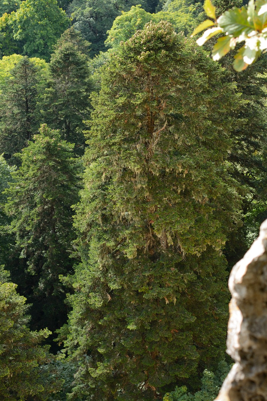 Image of Abies nordmanniana specimen.