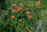 Hemerocallis × hybrida. Цветущие растения. Грузия, Аджария, г. Батуми, в культуре. 17.06.2023.