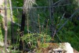 Pulsatilla angustifolia. Отплодоносившее растение с остатками генеративных побегов. Республика Саха (Якутия), Хангаласский улус, левый берег р. Сиинэ (Синяя), разреженный хвойный лес на склоне. 27.07.2023.