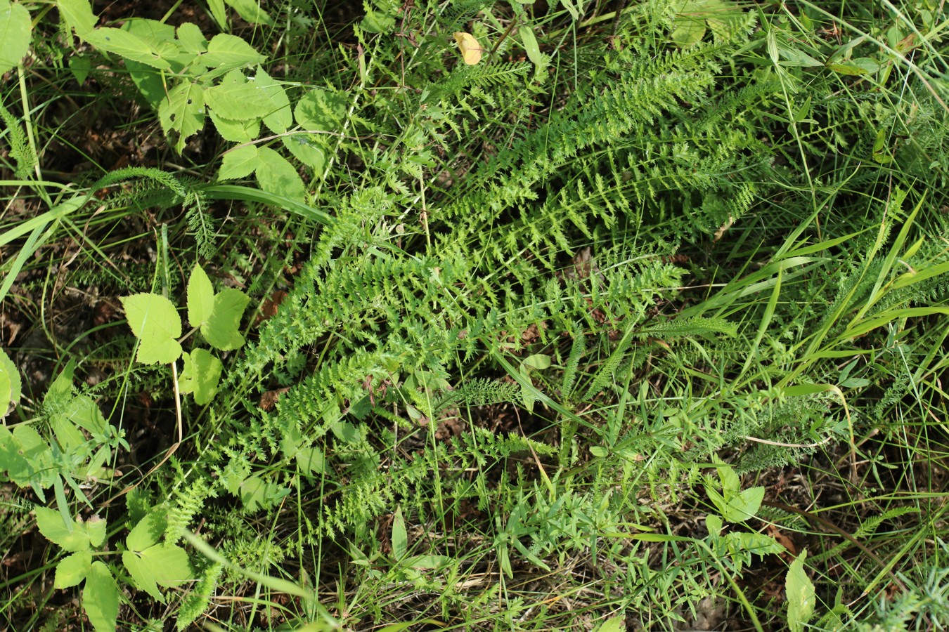 Image of Filipendula vulgaris specimen.