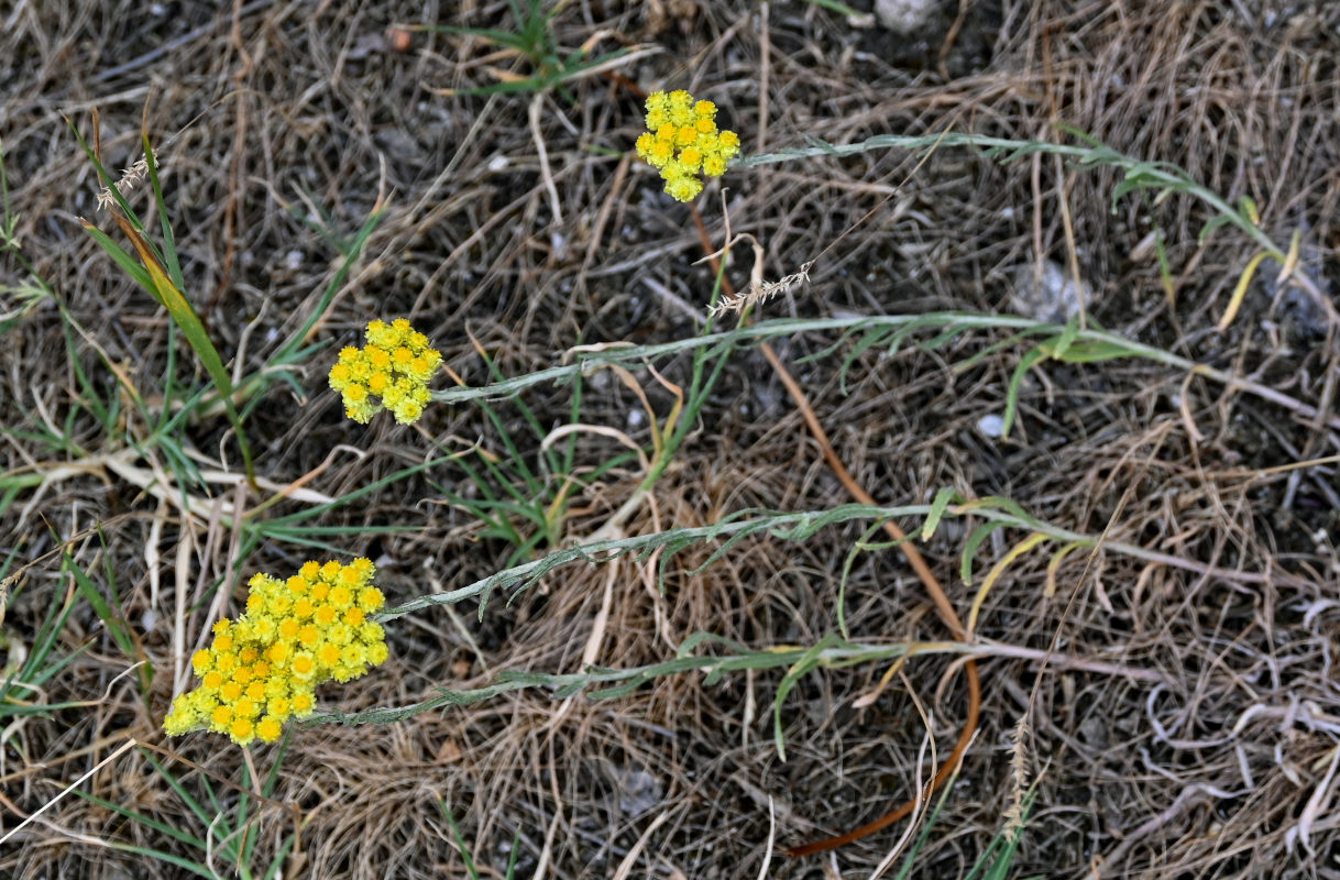 Изображение особи Helichrysum arenarium.