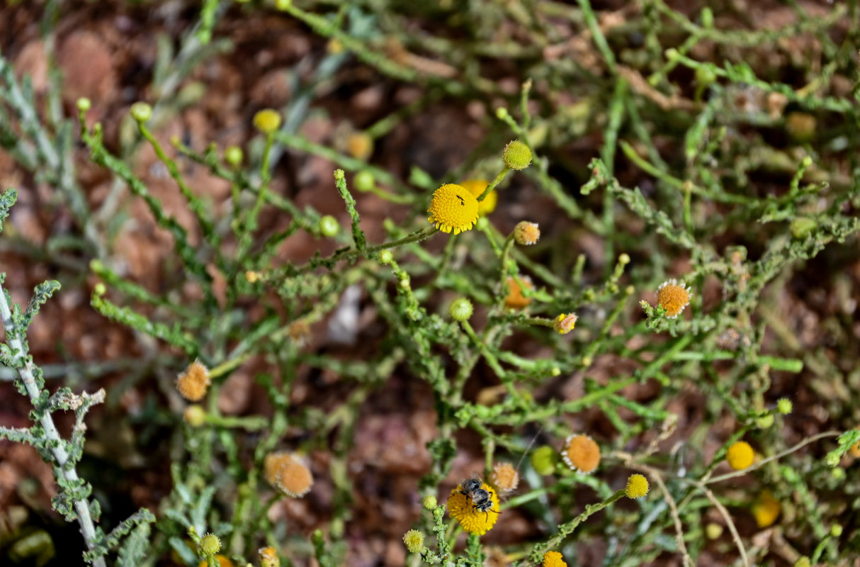 Изображение особи Pulicaria undulata.