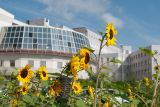 Helianthus annuus. Верхушки цветущих растений. Республика Саха (Якутия), г. Якутск, культивируемое на клумбе. 02.08.2023.