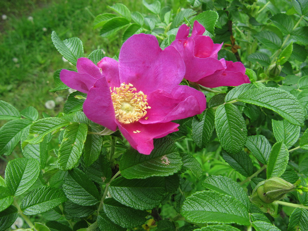 Image of Rosa rugosa specimen.