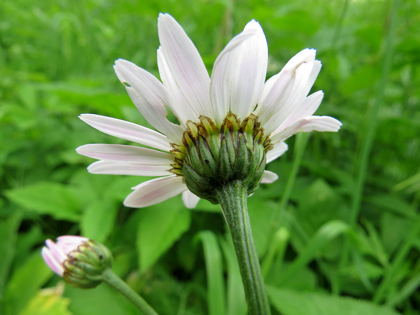 Image of Pyrethrum coccineum specimen.