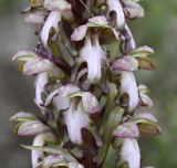 Himantoglossum robertianum