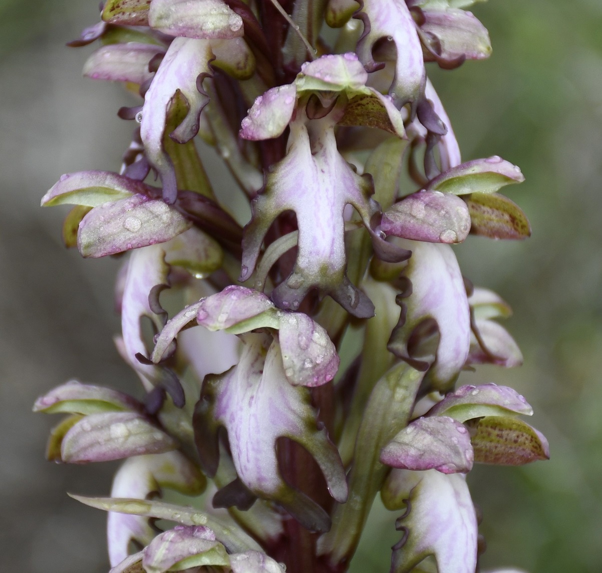 Image of Himantoglossum robertianum specimen.