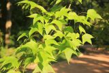 Liquidambar formosana. Листья. Южный берег Крыма, Никитский ботанический сад, в культуре. 6 августа 2018 г.