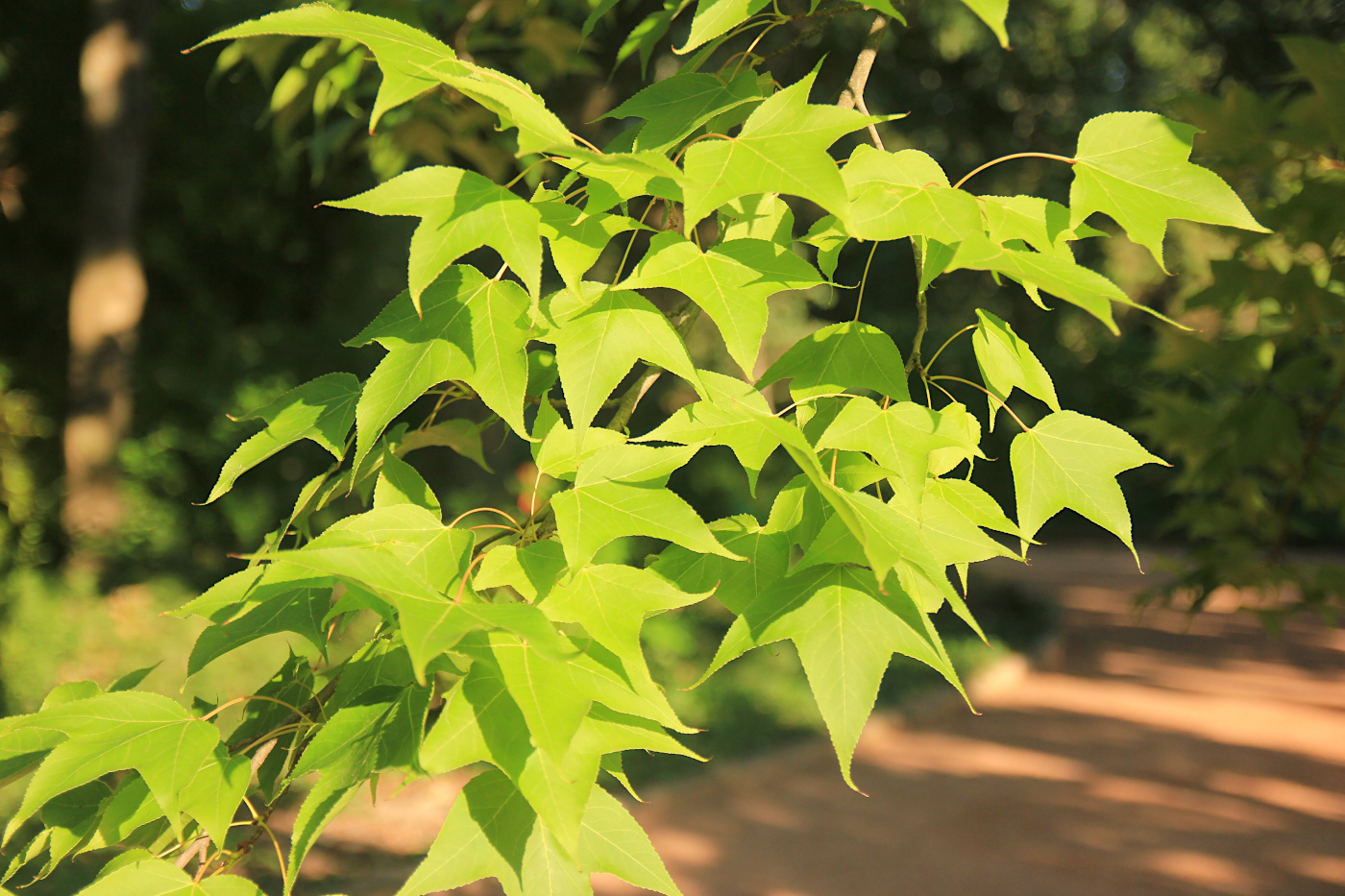 Image of Liquidambar formosana specimen.