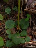 Moneses uniflora