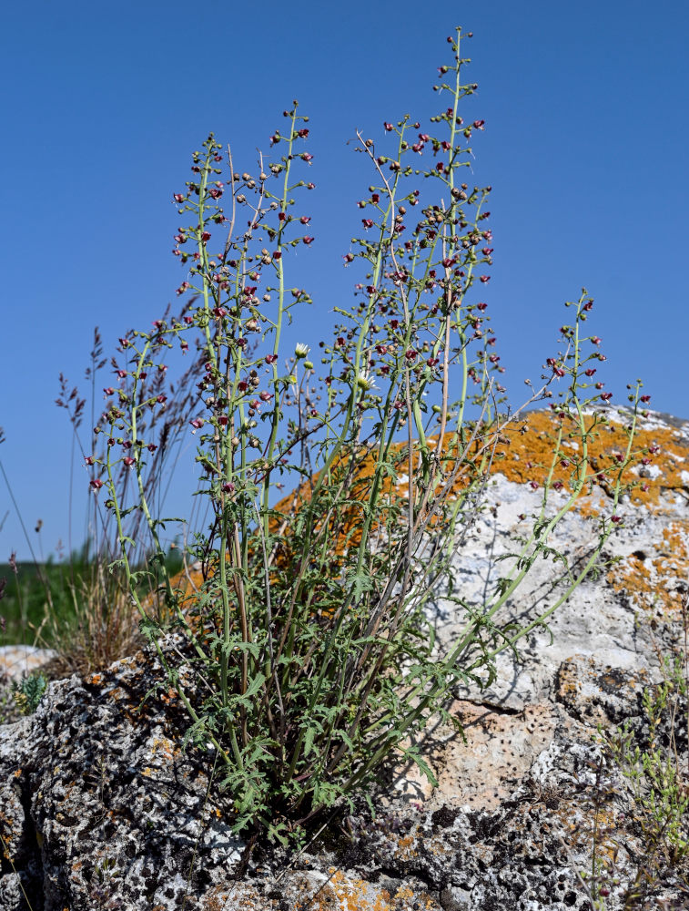 Image of Scrophularia variegata specimen.