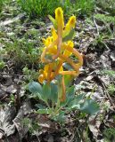 Corydalis sewerzowii