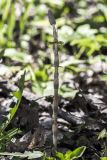 Equisetum sylvaticum