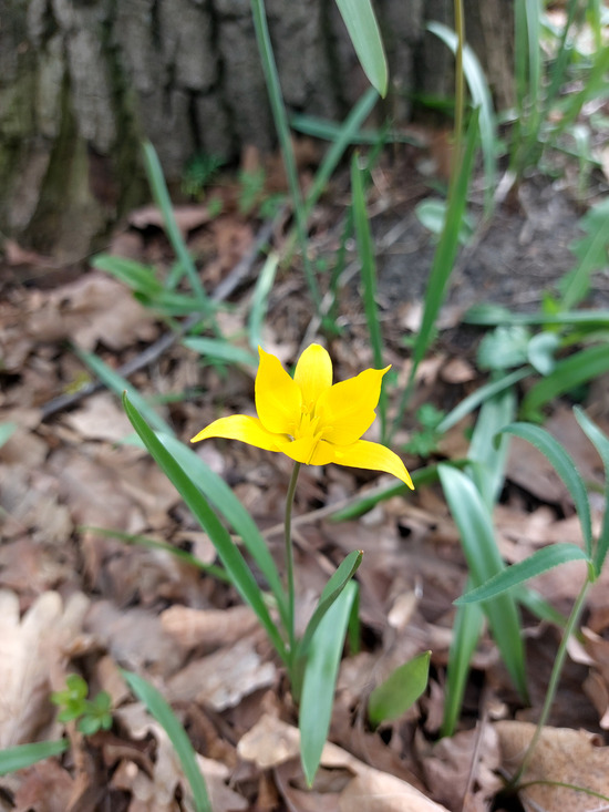 Изображение особи Tulipa biebersteiniana.