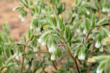 Onosma setosa