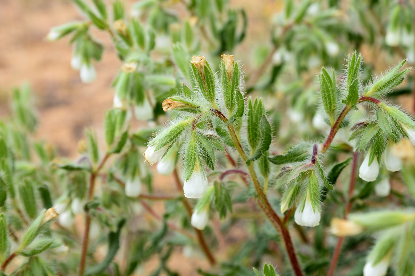 Image of Onosma setosa specimen.