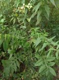 Cirsium oleraceum