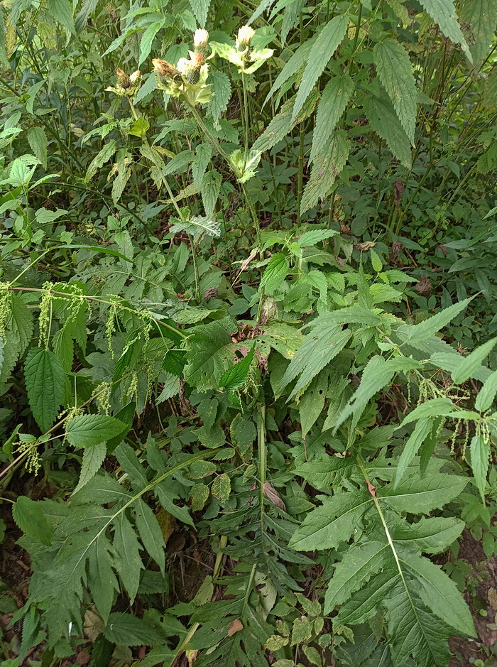 Изображение особи Cirsium oleraceum.