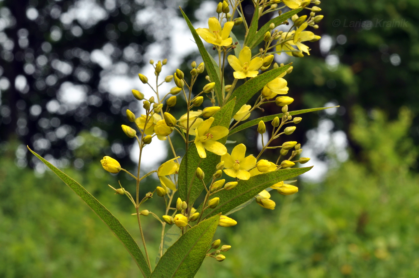 Image of Lysimachia davurica specimen.
