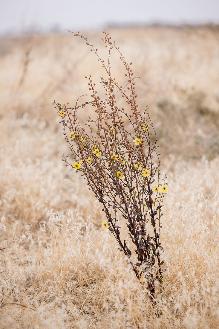 Image of Verbascum blattaria specimen.