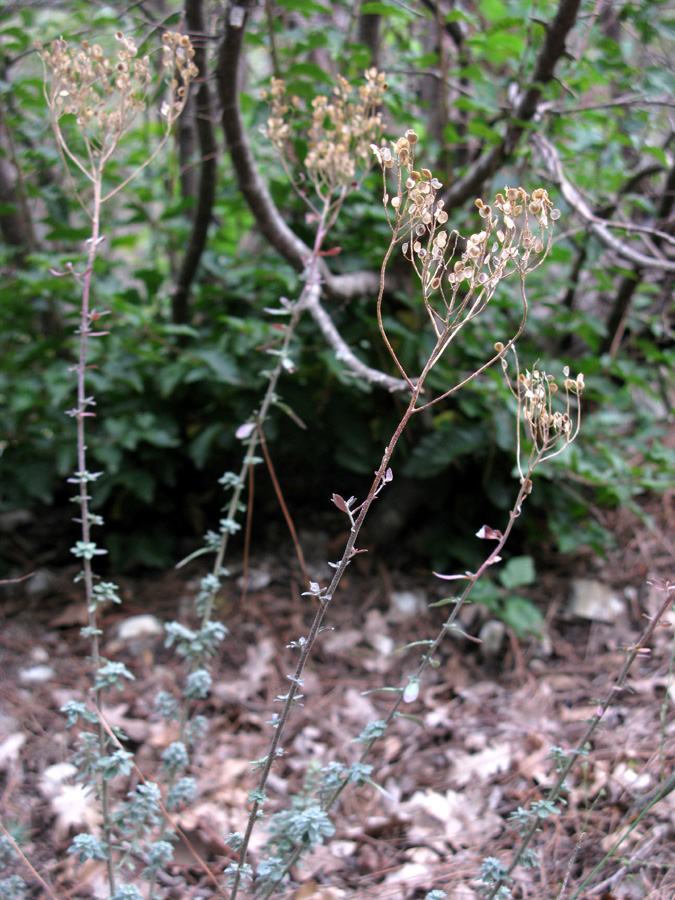 Изображение особи Odontarrhena muralis.