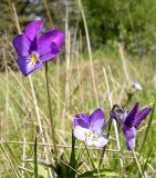 Viola tricolor. Цветки. Ленинградская обл., окр. пос. Ленинское, 5 июня 2005 г.