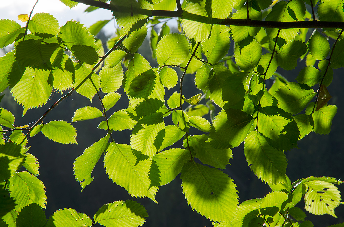 Image of Ulmus glabra specimen.
