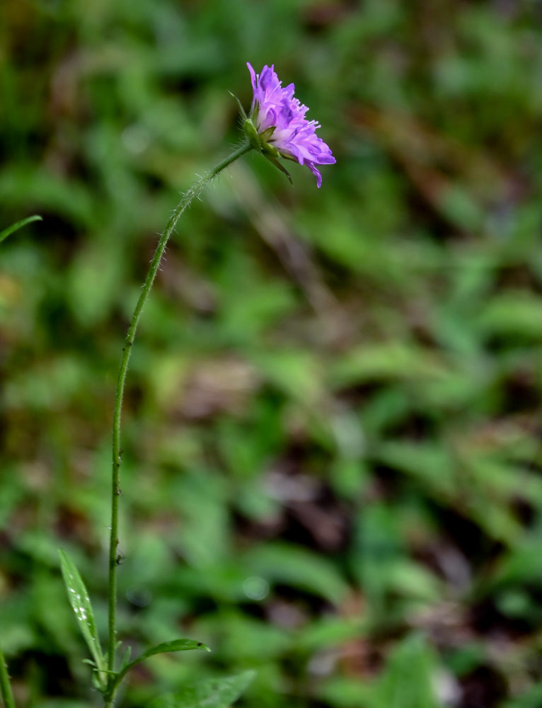 Image of Knautia arvensis specimen.