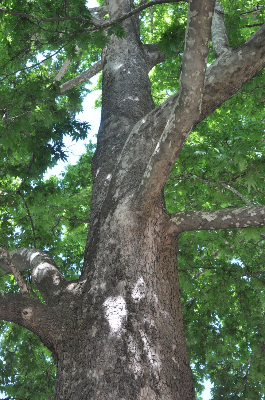 Image of Platanus orientalis specimen.