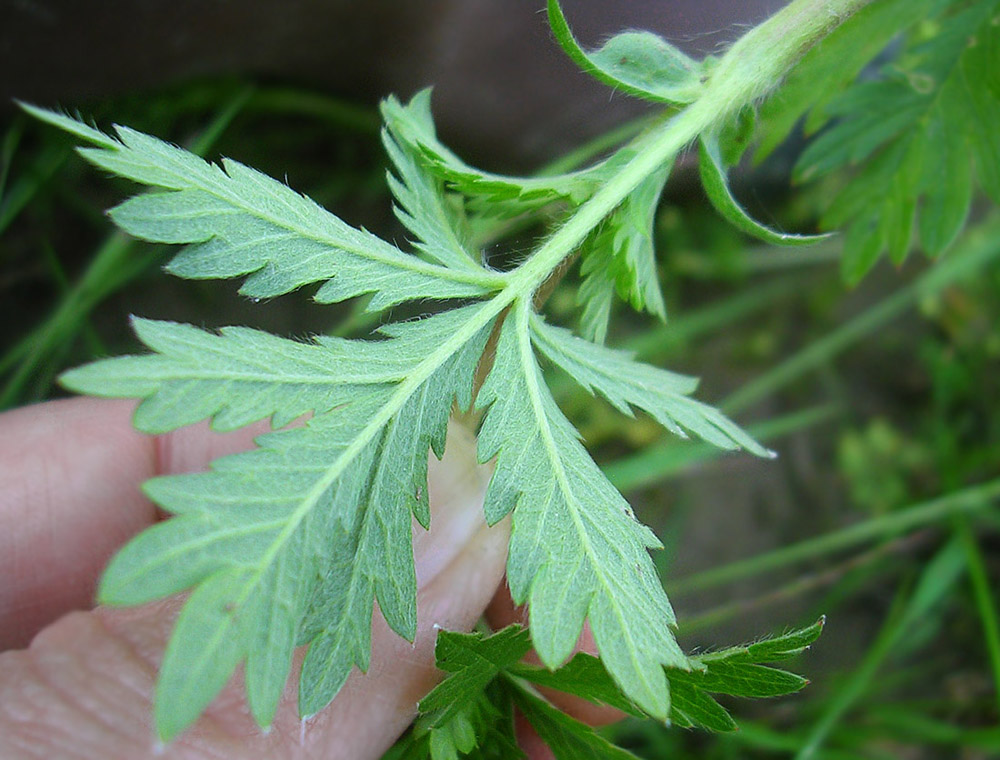 Изображение особи Potentilla intermedia.