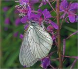 Chamaenerion angustifolium