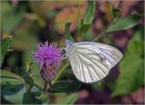 Cirsium setosum