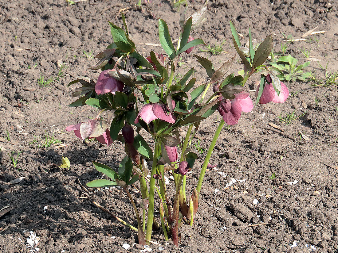 Изображение особи Helleborus orientalis.